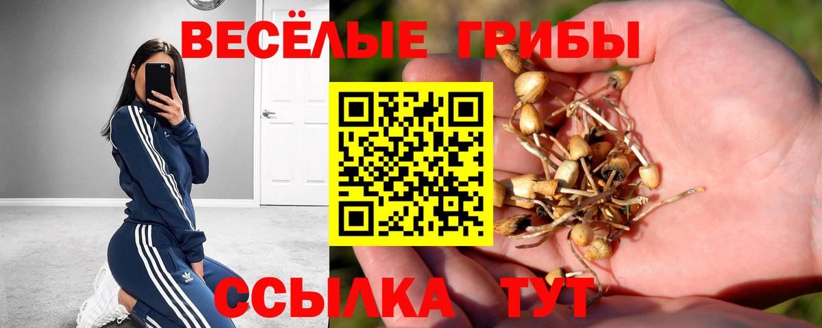 Галлюциногенные грибы Psilocybine cubensis Новошахтинск